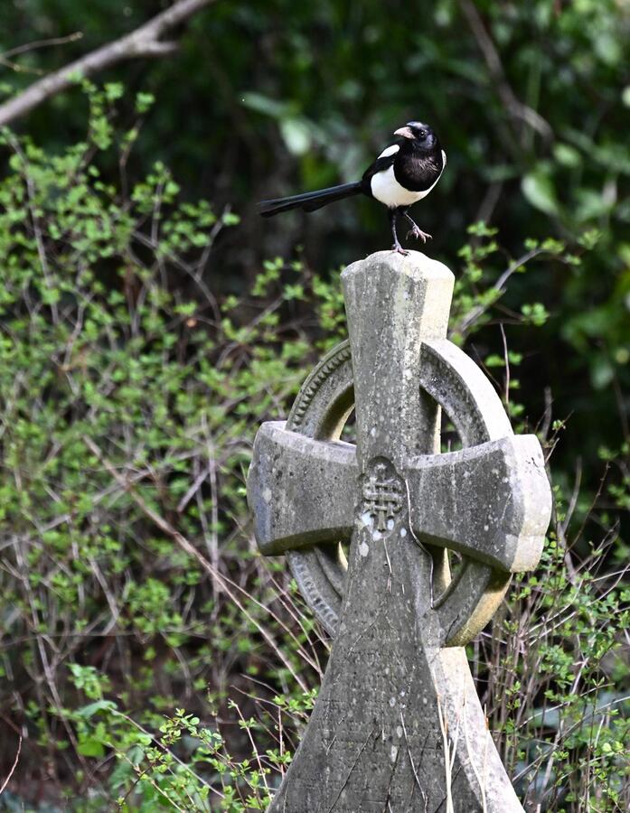 2026-03-17 2 Magpie